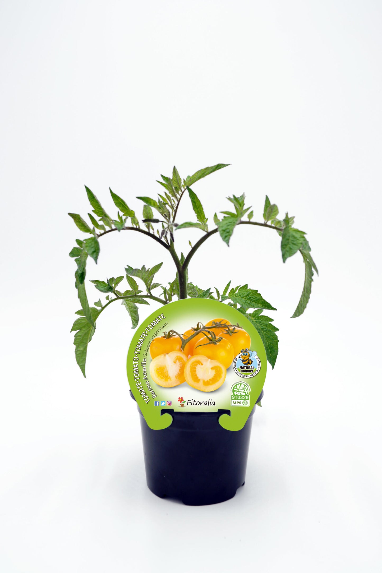 Plantón Tomate Racimo Amarillo En Maceta 10,5 Cm. Natural. Fitoralia_0