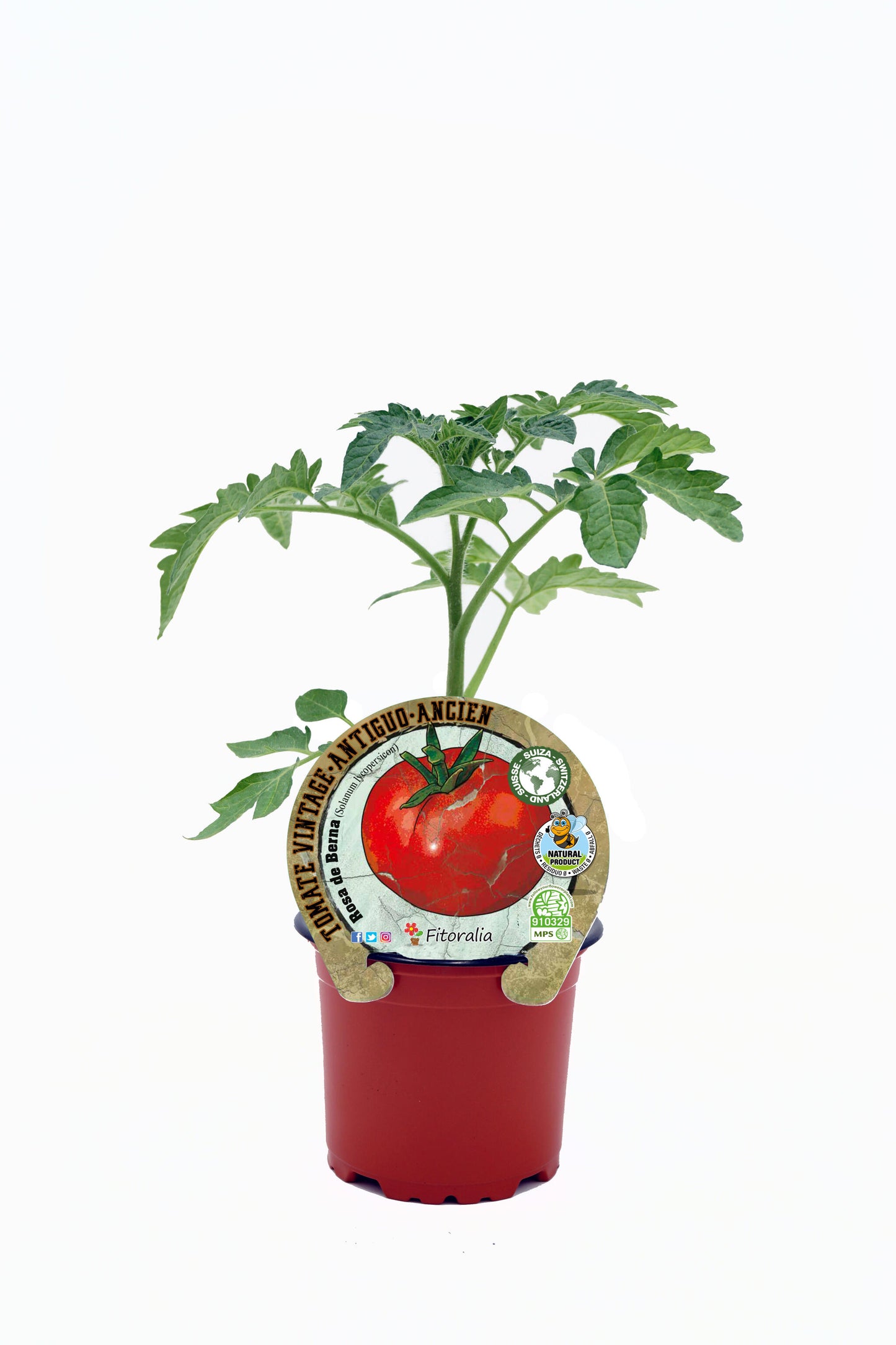 Plantón Tomate Rosa De Berna En Maceta 10,5 Cm. Natural - Fitoralia_0