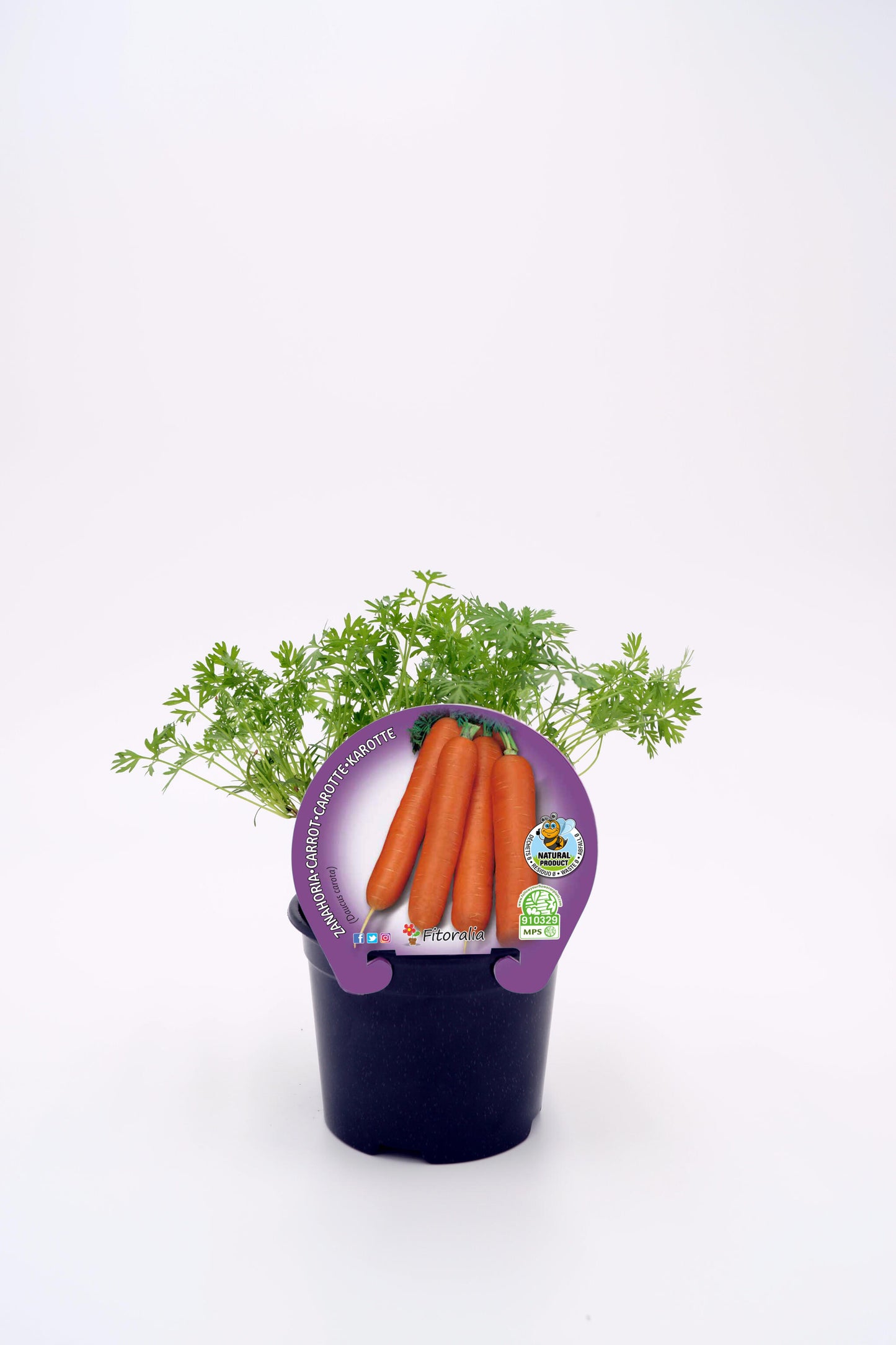 Plantón Zanahoria En Maceta 10,5 Cm. Natural - Fitoralia_0