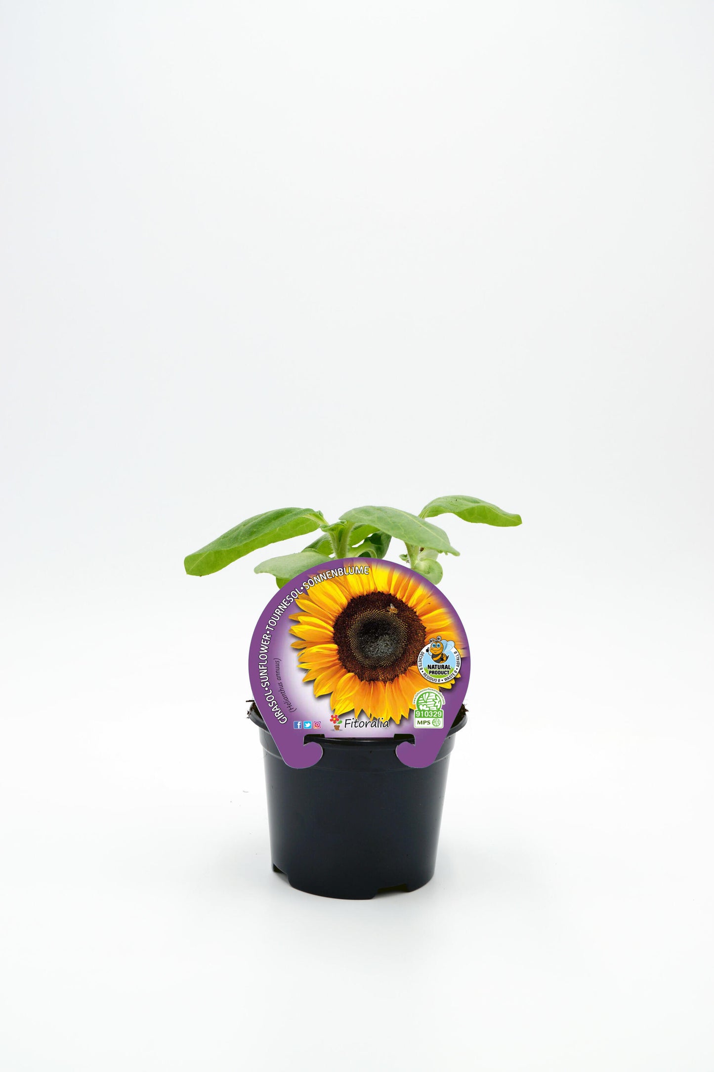 Plantón girasol pipas en maceta 10,5 cm. natural - Fitoralia_0