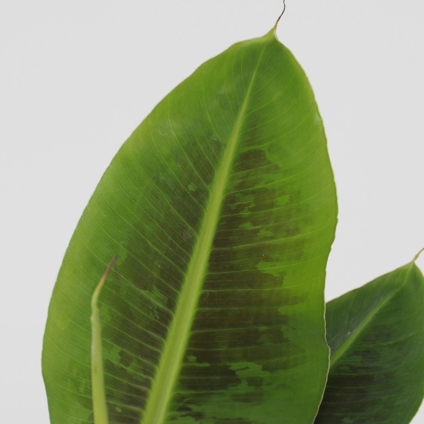 Plátano Enano - 4 Pzs - Musa 'oriental Dwarf' - Altura 25-40cm - ⌀12cm_3