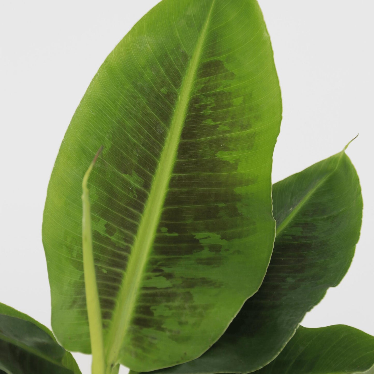 Plátano Enano - Musa 'oriental Dwarf' - Altura 25-40cm - ⌀12cm_3