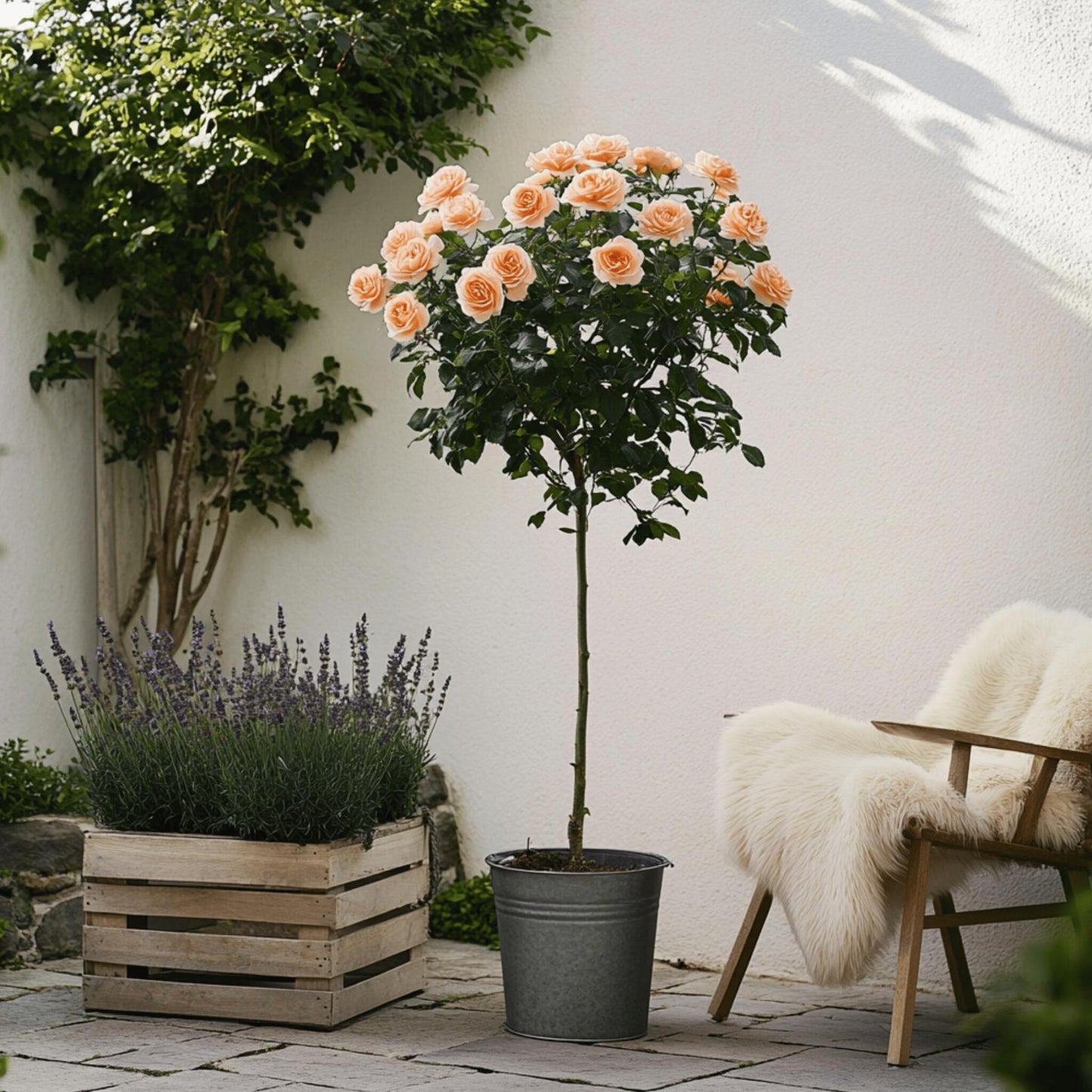 Rosa De Tallo - 2 Pzs - Rosa Palace 'catherine' - Altura 80-100cm - ⌀19cm_4