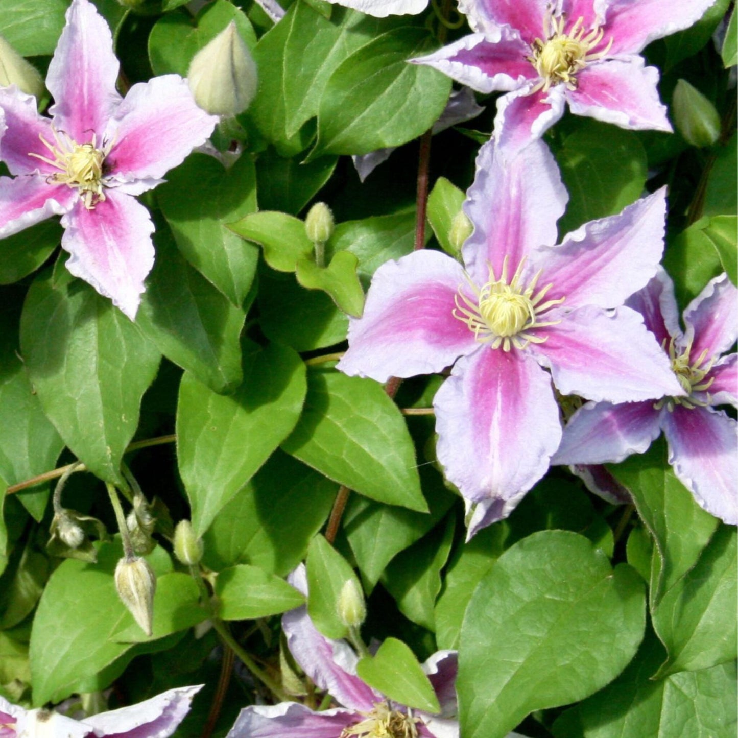 Rosa Malva - 3 Pzs - Clematis 'hagley Hybrid' - Altura 25-40cm - ⌀9cm_3