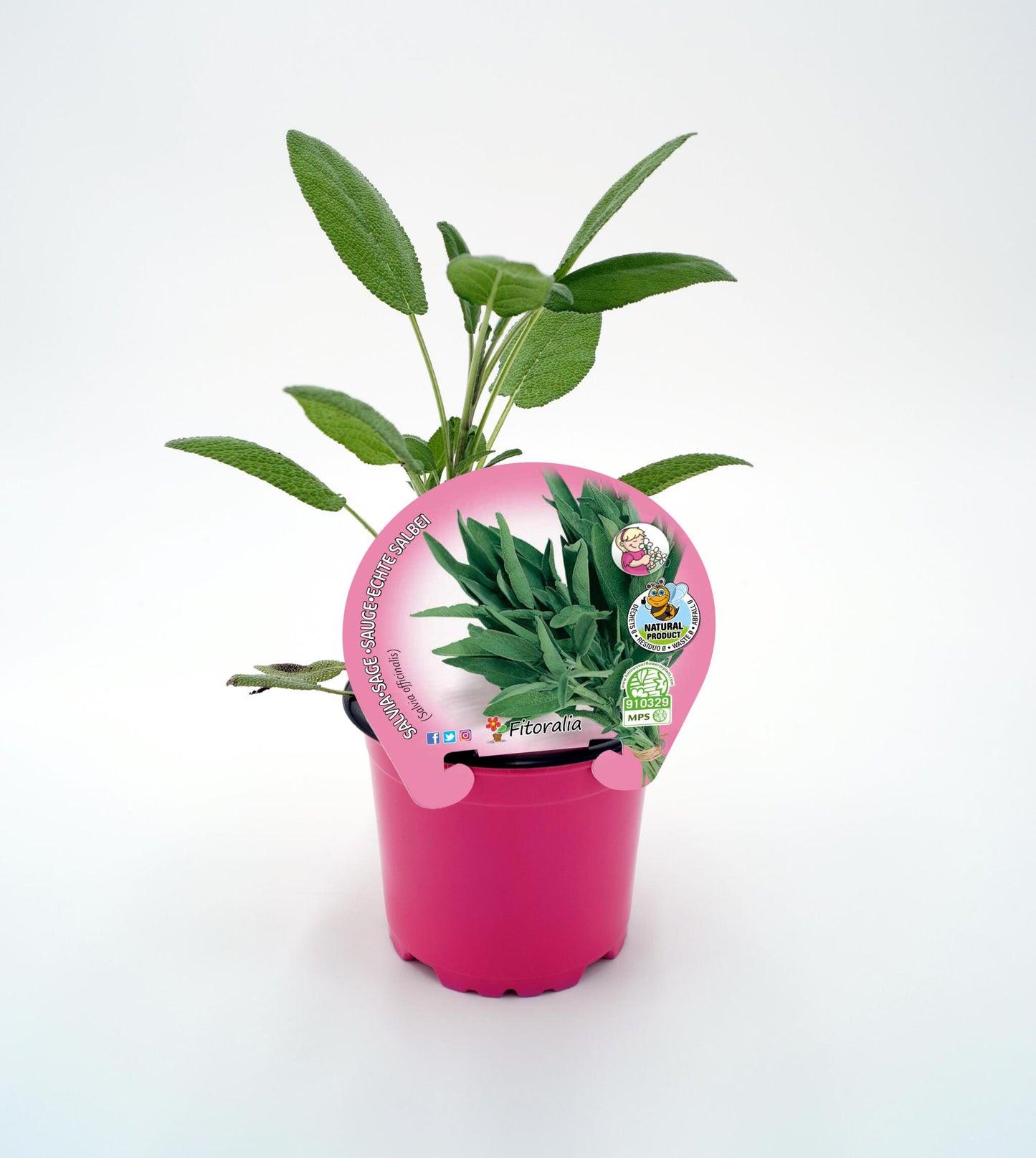 Salvia En Maceta 10,5 Cm. Natural. - Fitoralia_0