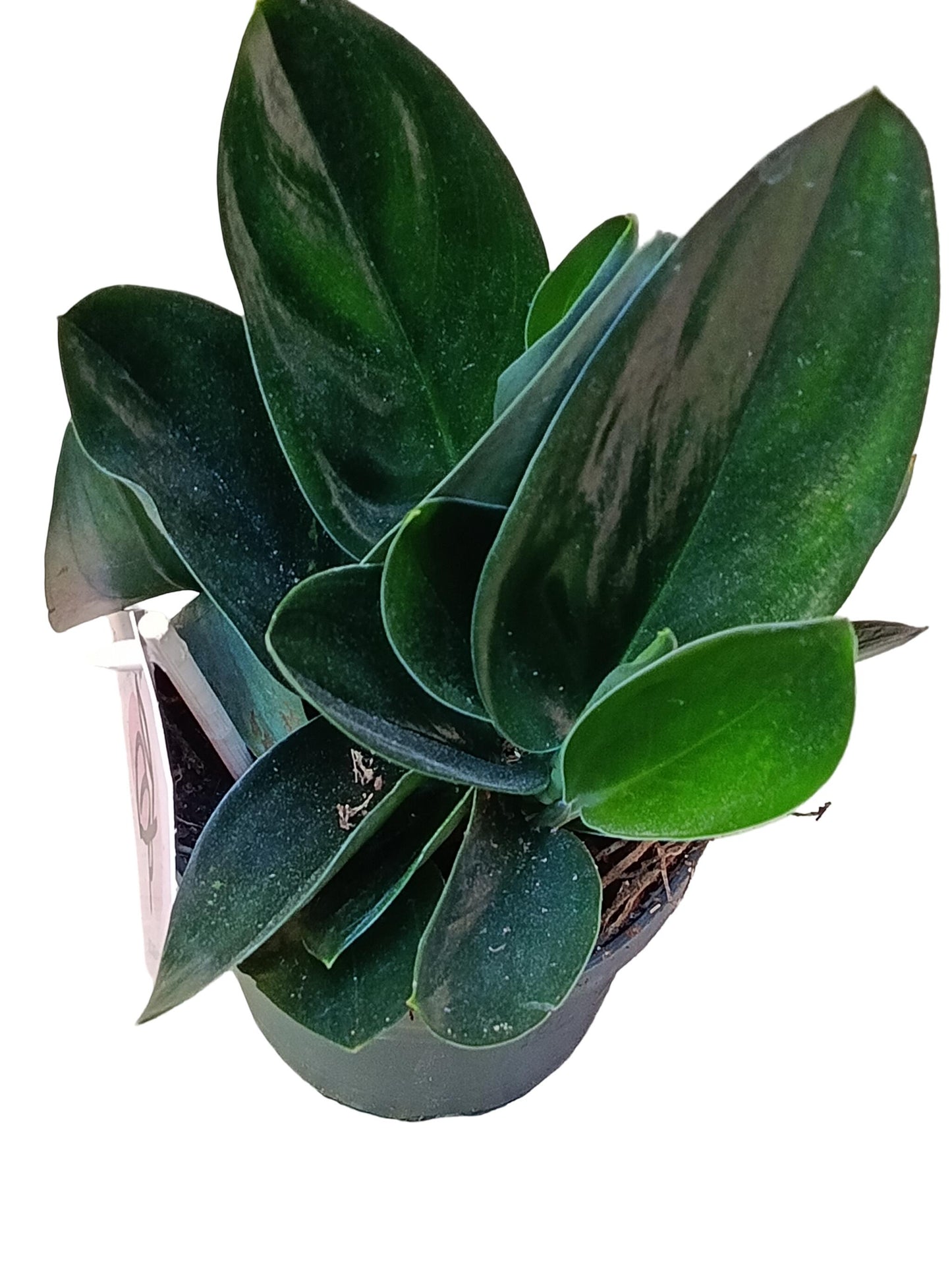 Scindapsus Treubii Forma Oscura Ø12 Planta De Interior Colgante_0