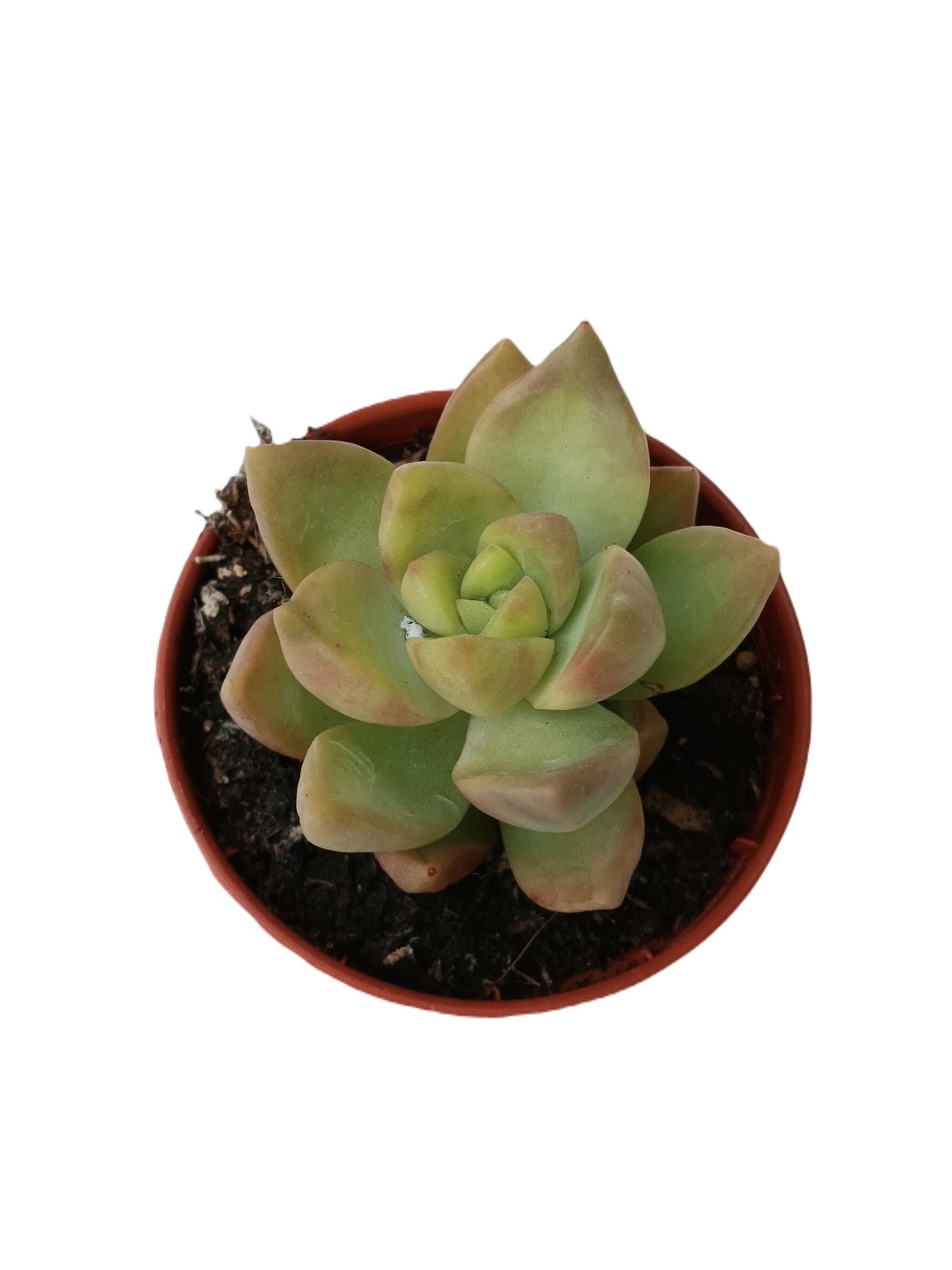 Sedum Amarillo Glow Planta Suculenta Ø5 Cm_0