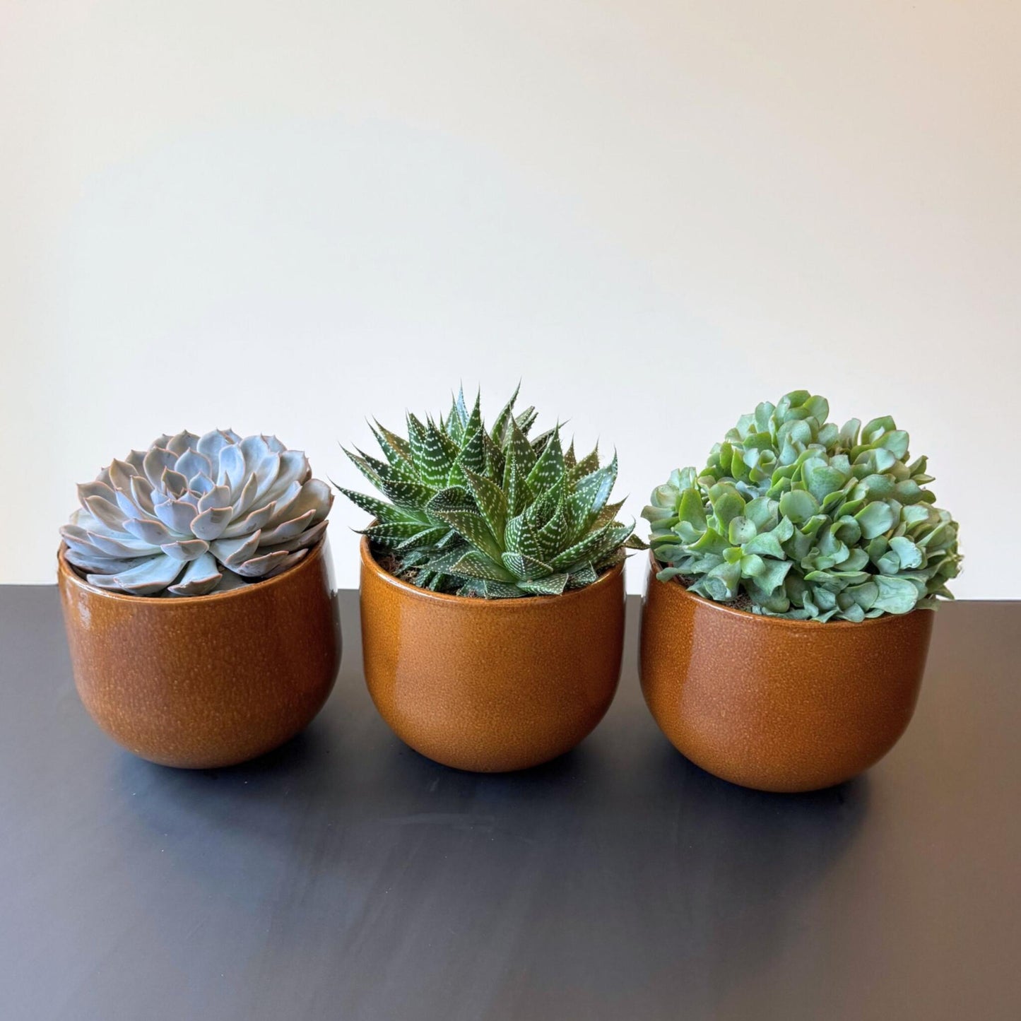 Suculentas - Mix De 3 - Incluye Cesta - Altura 30-35cm - ⌀17cm_4