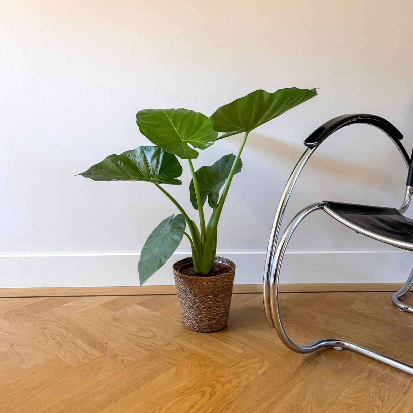 Taro Gigante - Alocasia 'macrorrhizos' - Incluye Cesta - Altura 60-70cm - ⌀17cm_4