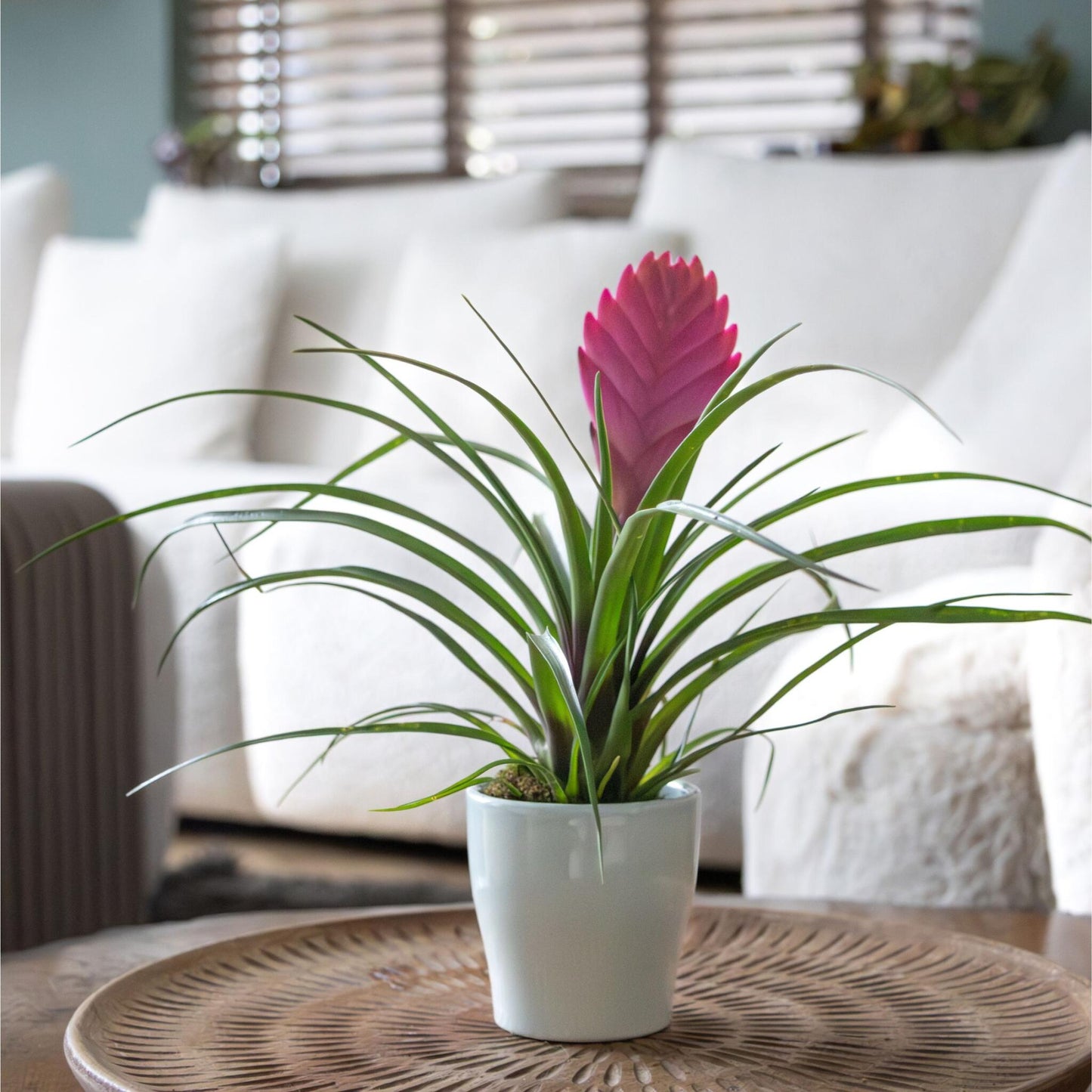 Tillandsia Cyanea ‘pastel’ – Set De 3 Con Maceta – Altura 20–30cm – Ø7cm_4