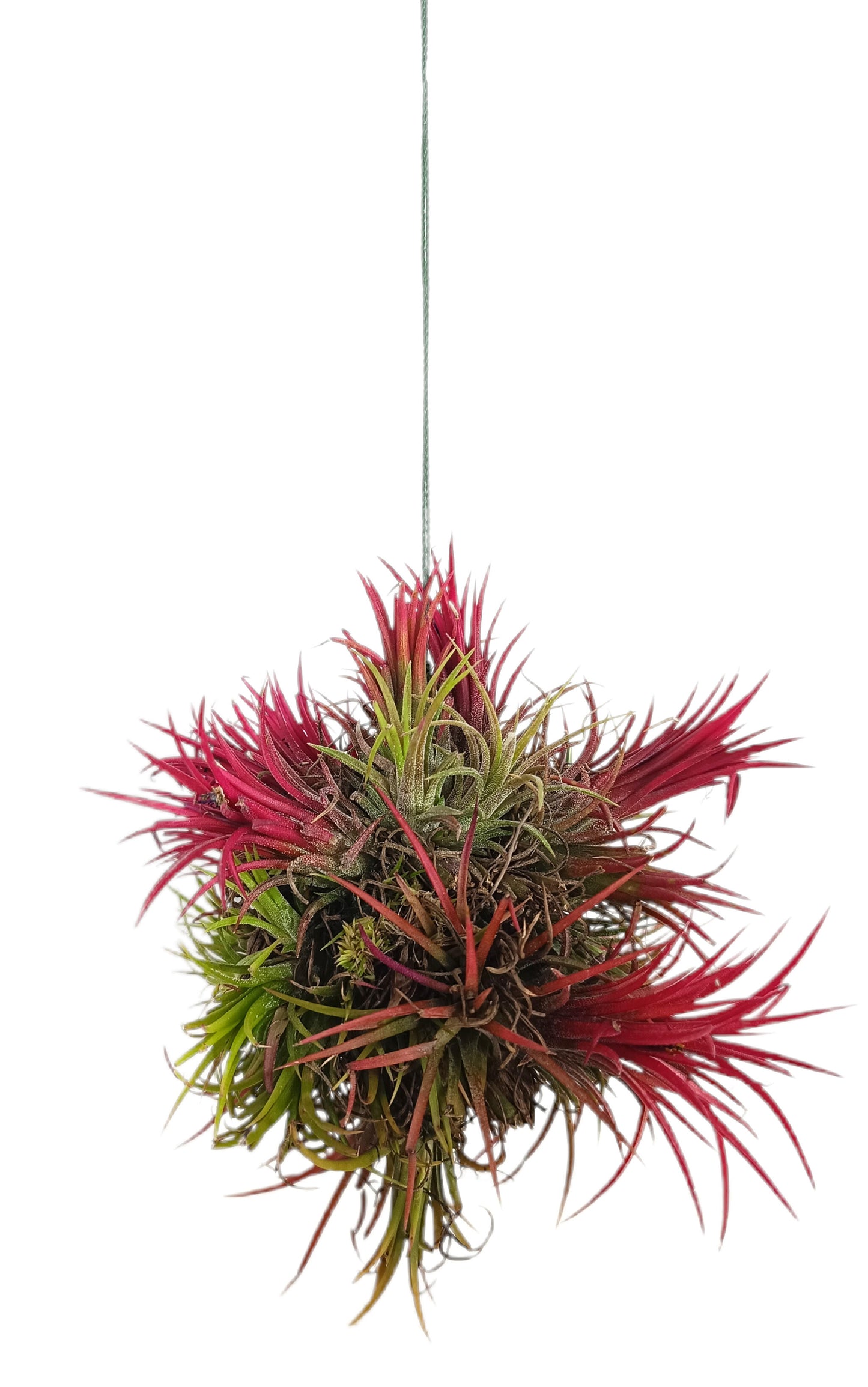 Tillandsia Ion Fuego Bola_1