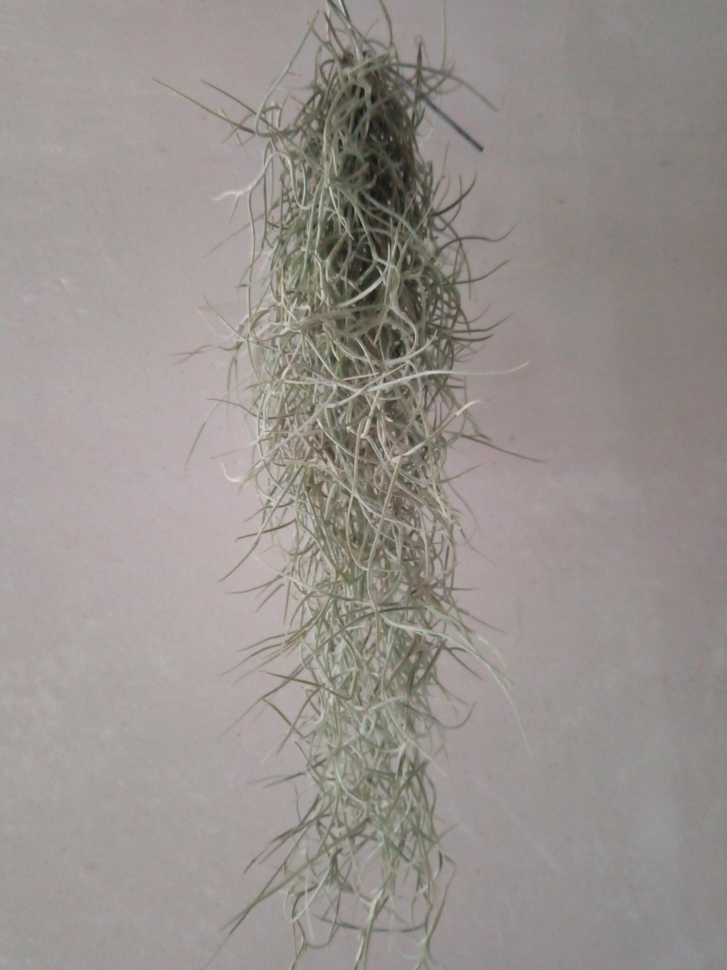 Tillandsia Usneoides 50 Cm Clavel Aire Barba Viejo_0