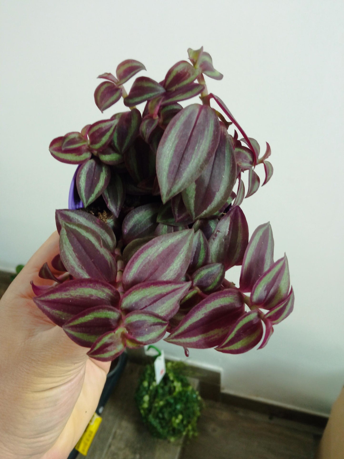 Tradescantia Purple Passion Ø8 Cm Planta De Interior Colgante_0