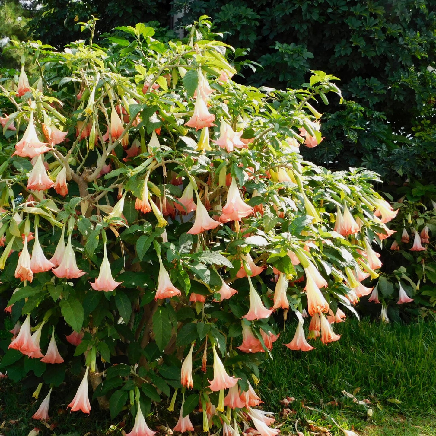 Trompetera - 3 Pzs - Brugmansia - Altura 25-40cm - ⌀9cm_4