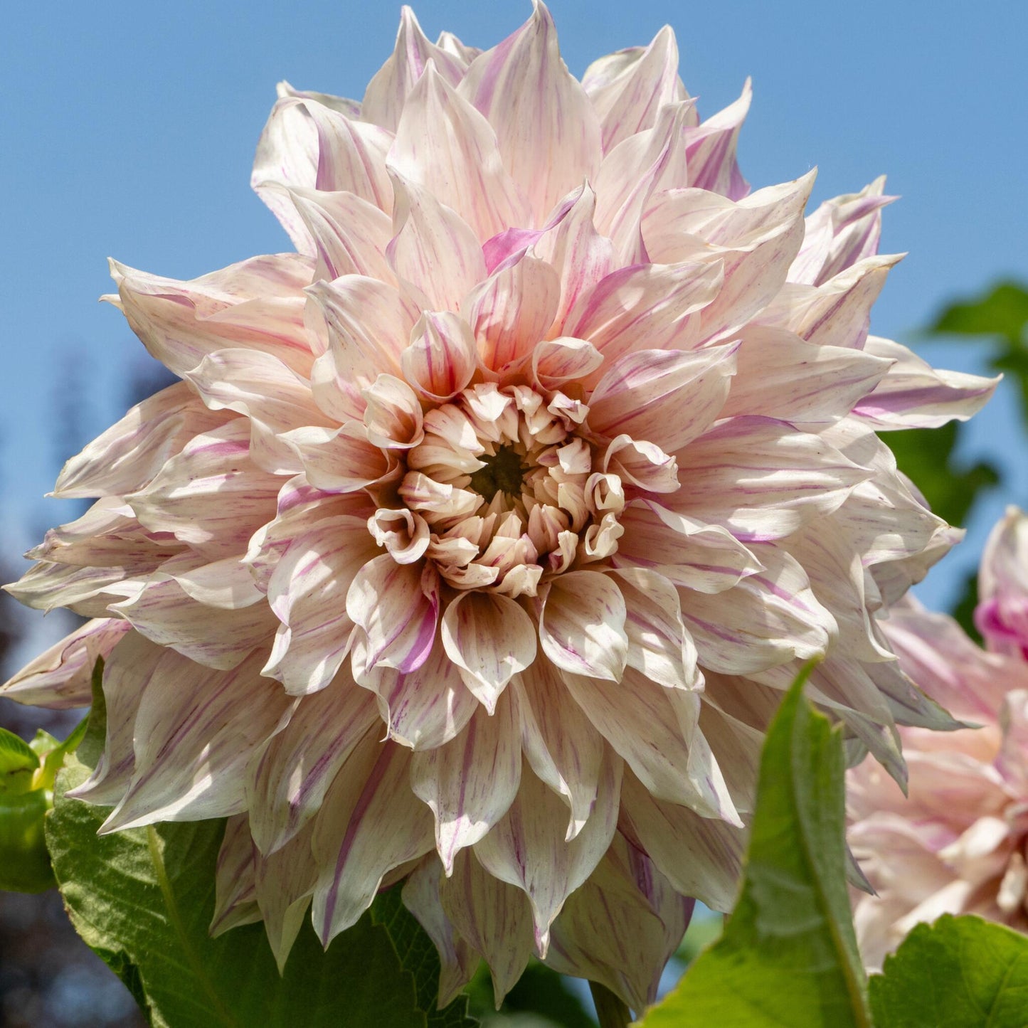 Tubérculos De Dalia - 3 Pzs - Dahlia 'café Au Lait Twist'_3