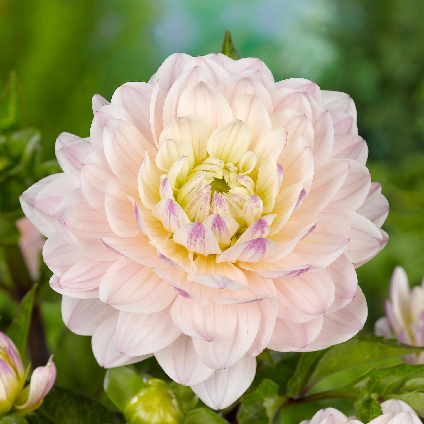 Tubérculos De Dalia - 3 Pzs - Dahlia 'diana's Memory'_3