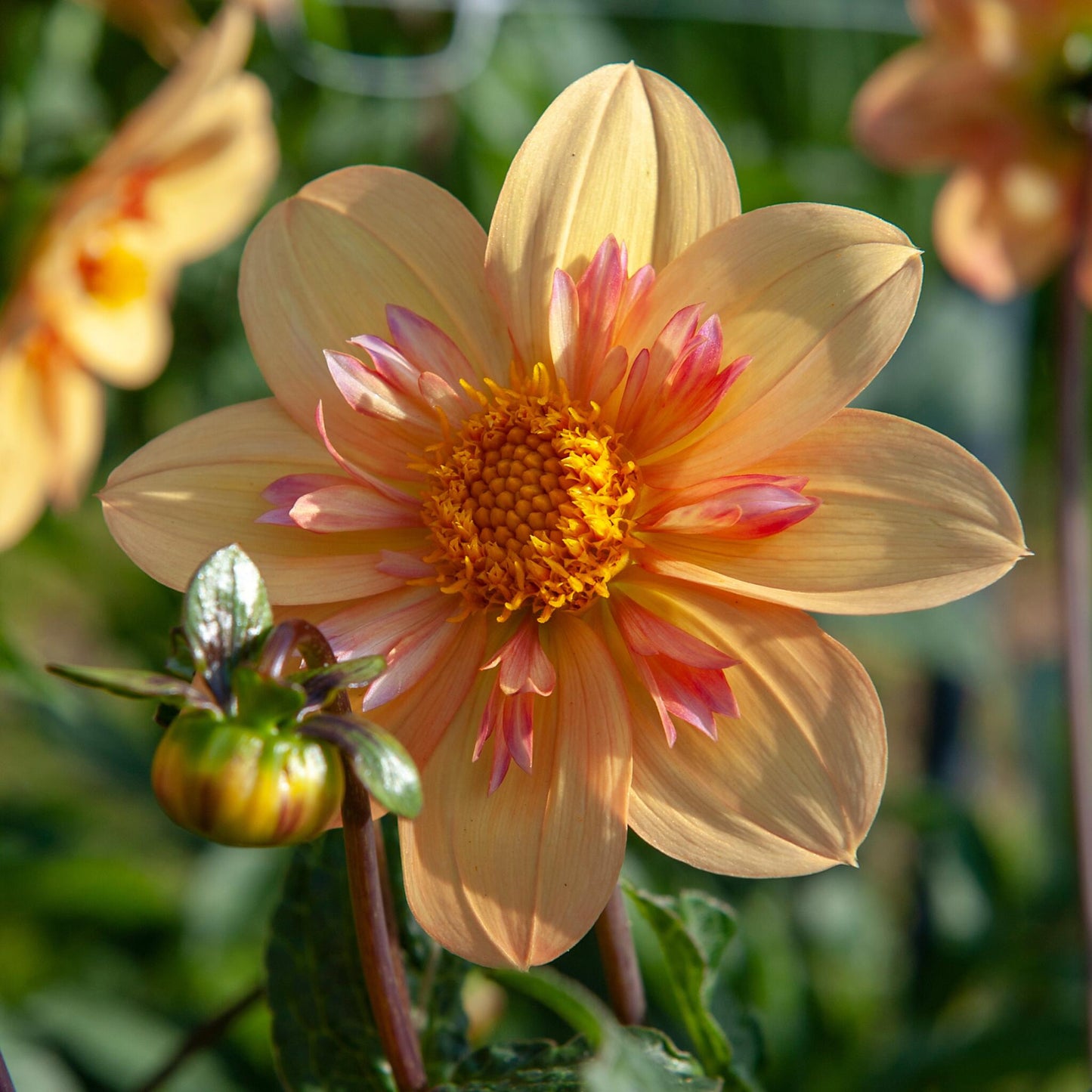 Tubérculos De Dalia - 3 Pzs - Dahlia 'kelsey Annie Joy'_3