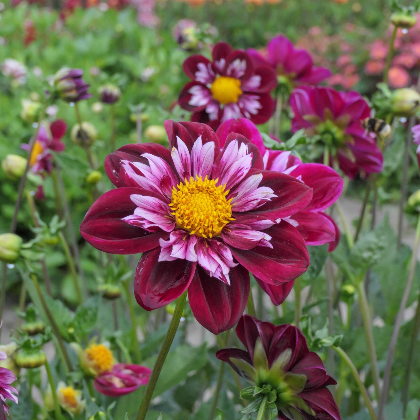 Tubérculos De Dalia - 3 Pzs - Dahlia 'mary Evelyn' - Rojo_4
