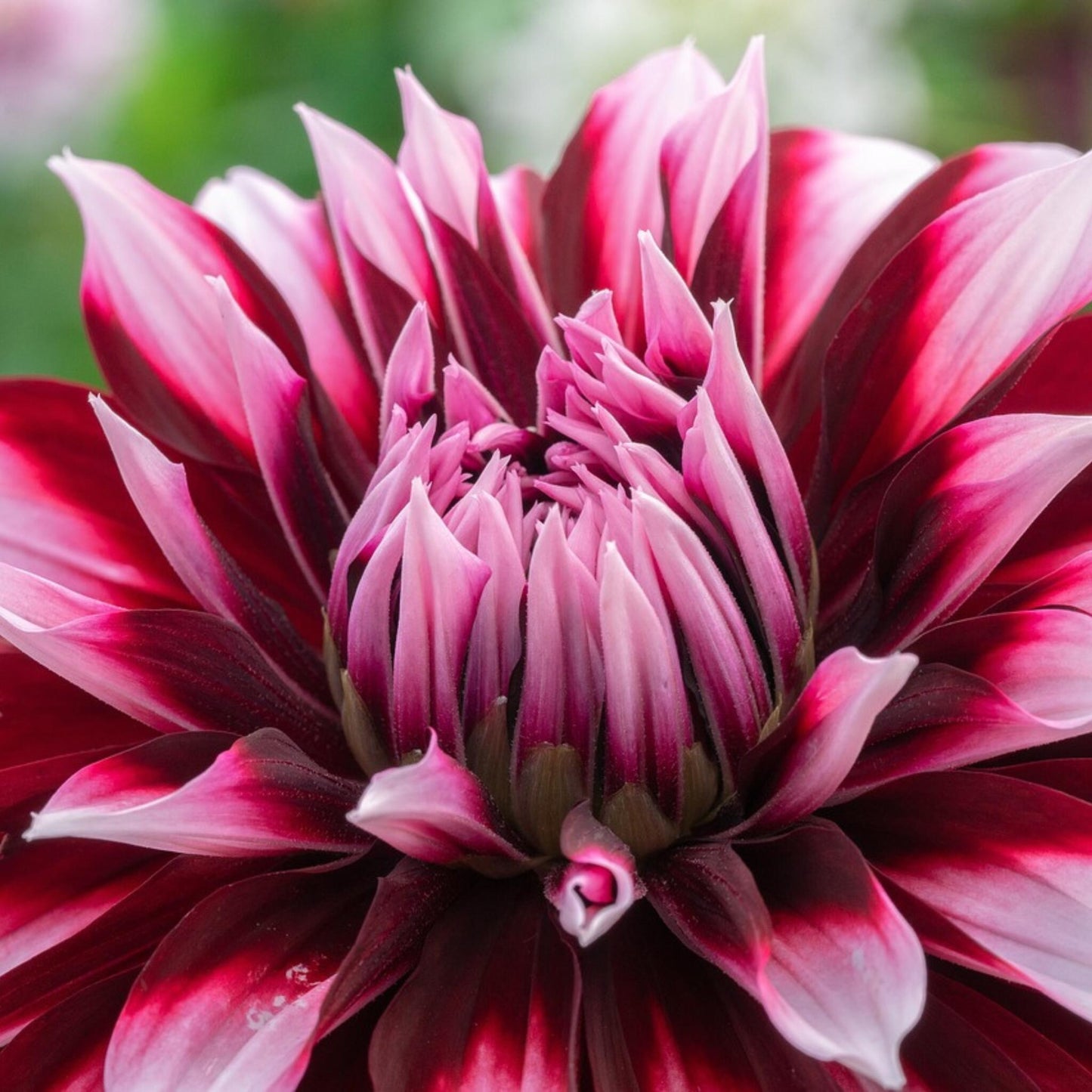 Tubérculos De Dalia - 3 Pzs - Dahlia 'tartan' - Púrpura_3