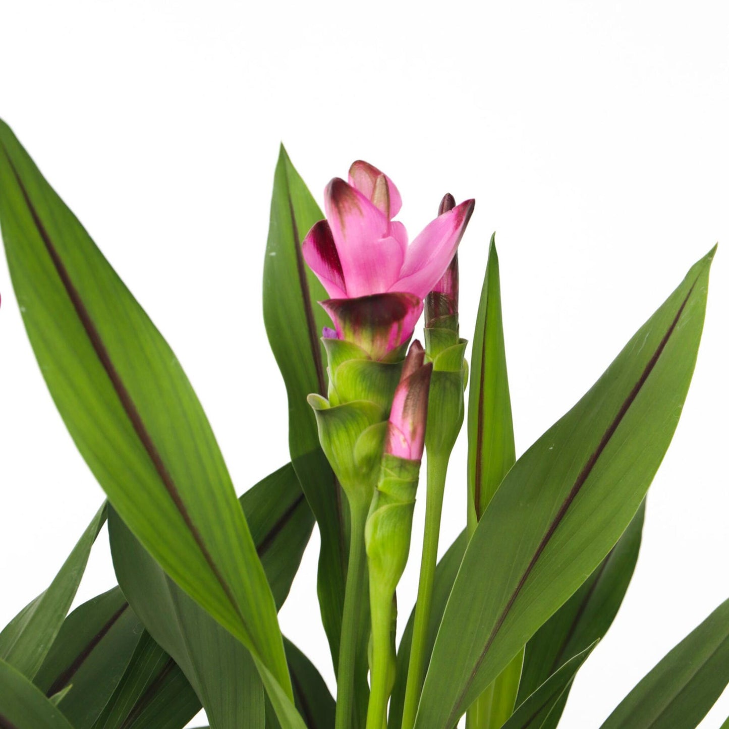 Tulipán De Siam - 2 Pzs - Curcuma 'siam Splash' - Altura 40-60cm - ⌀13cm_3