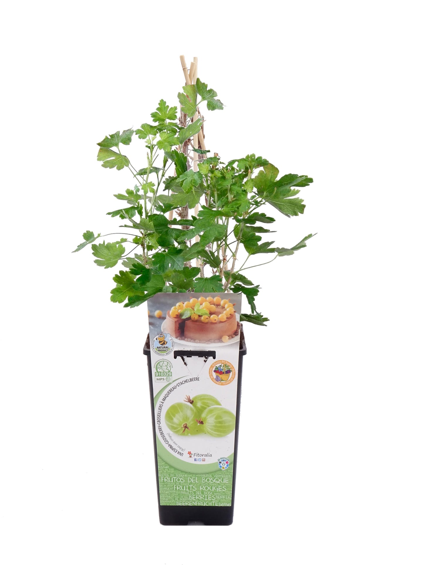 Uva Crispa Blanca En Maceta 2 L. Natural - Fitoralia_0