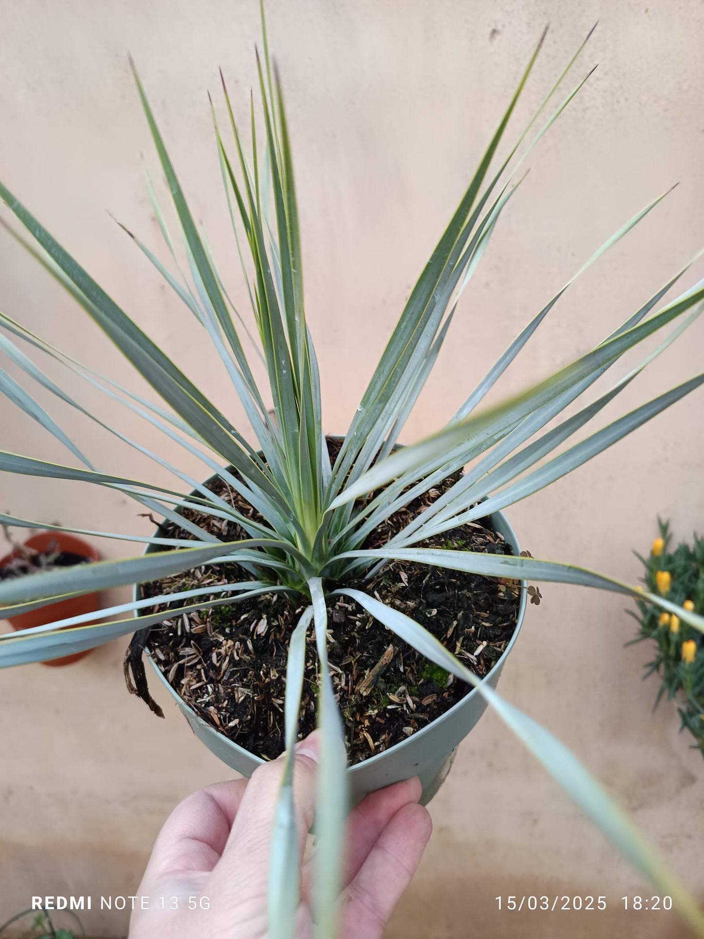 Yucca Rostrata Planta Joven Ø17 Resistente Al Sol_1