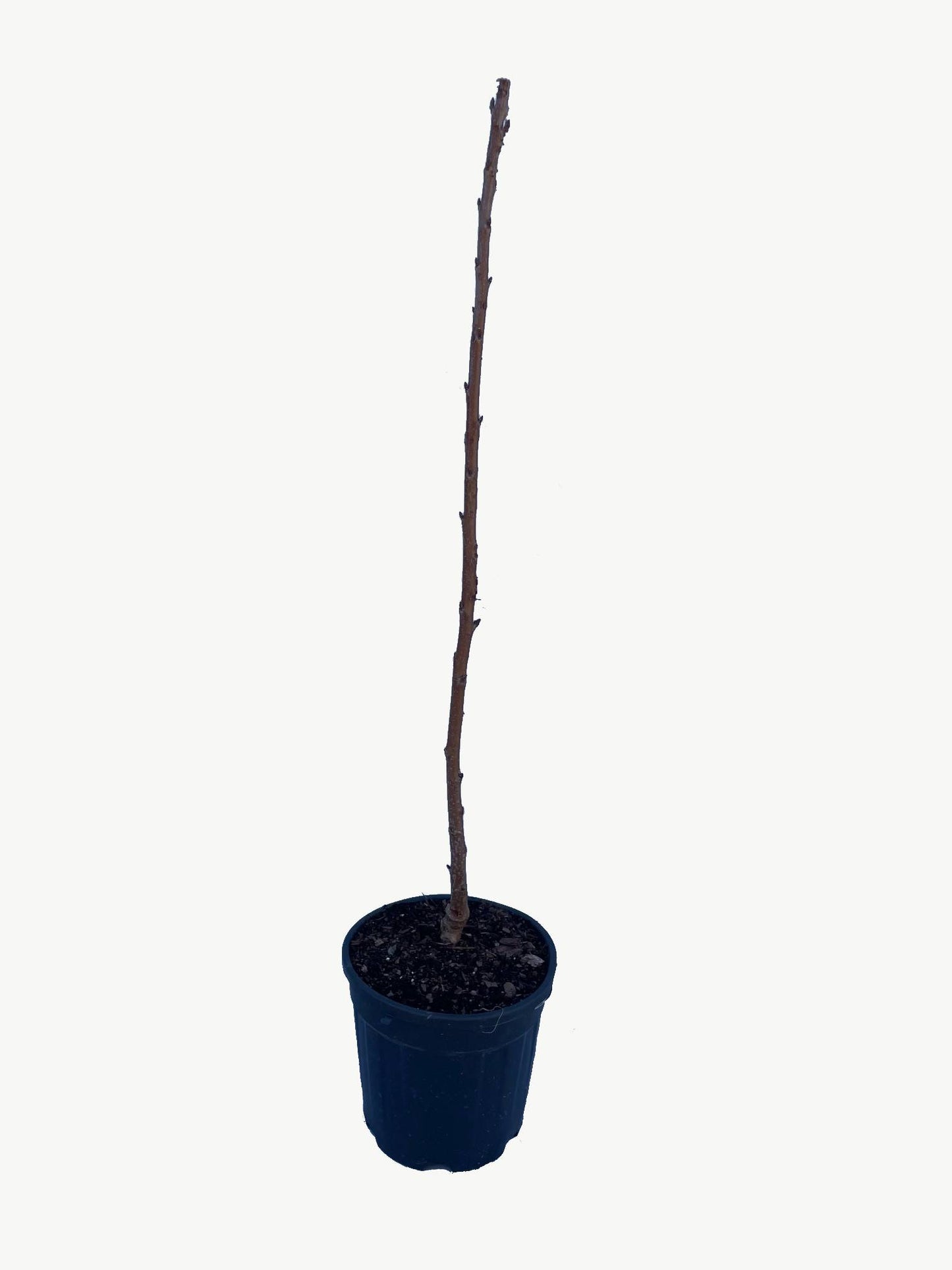 Frutal Cerezo Autofértil - Planta Natural - Maceta 26cm. - Altura Aprox. 120/150_2