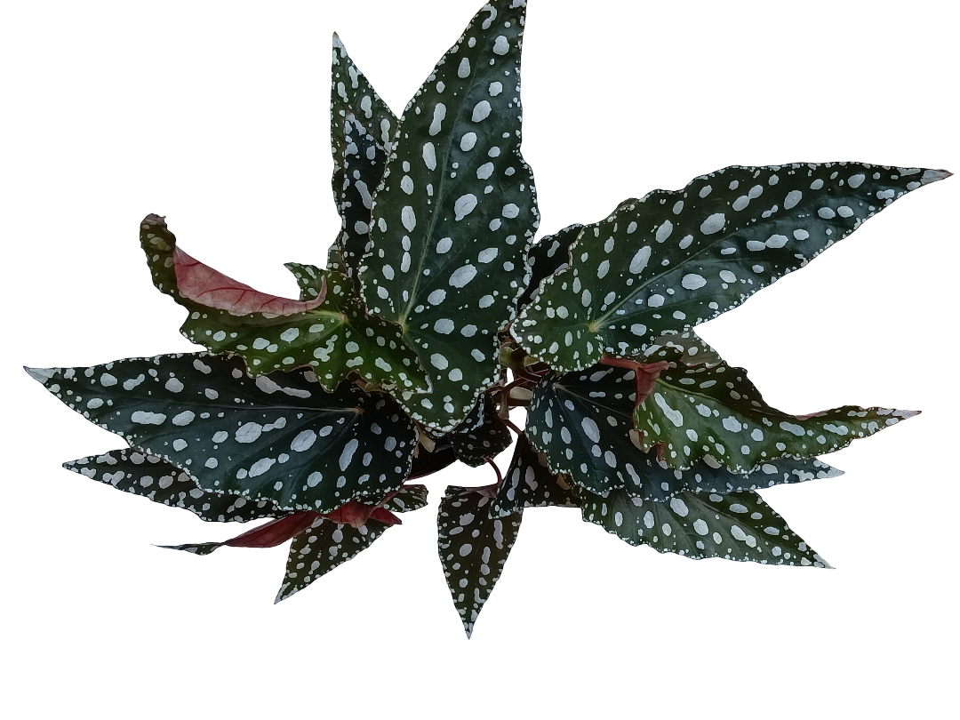 Begonia Spotlight Planta De Interior Ø12_0