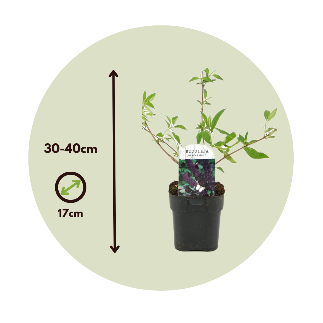 Budleia - 2 Pzs - Buddleja Davidii 'black Knight' - Altura 30-40cm - ⌀17cm_2