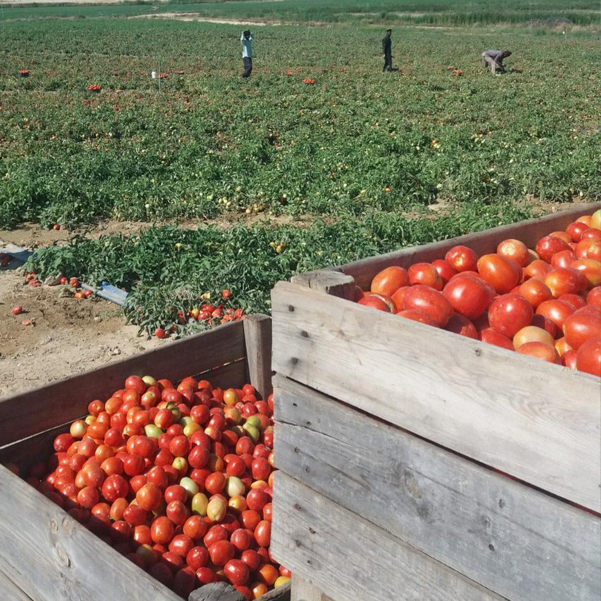 Tomate frito biológico caseiro sem açúcar Ékolo 340 g