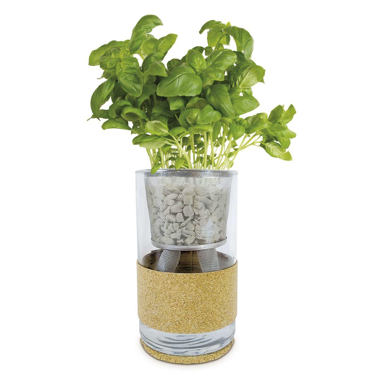 Cultivo hidropónico de coentro e orégãos