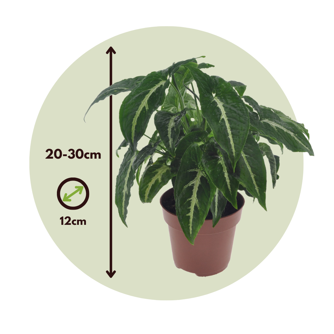 Singonio Verde Oscuro - Syngonium 'wendlandii' - Altura 20-30cm - ⌀12cm_2