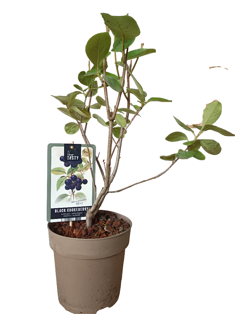 Planta Aronia Arbol Frutal Raro Con Furtos Comestibles_0