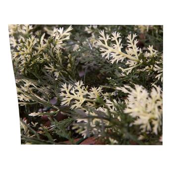 Treliça extensível de cipreste 1x1,5 m