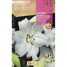 Bulbo asiático de Lilium branco 2 unidades Rocalba