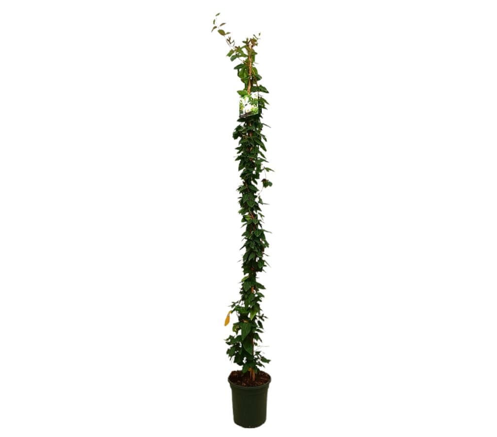 Lonicera Japónica M21 180-200cm_0