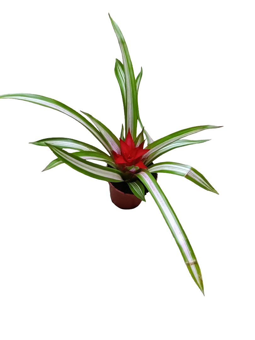 Guzmania Variegata Ø5 Planta Natural Bromelia_0