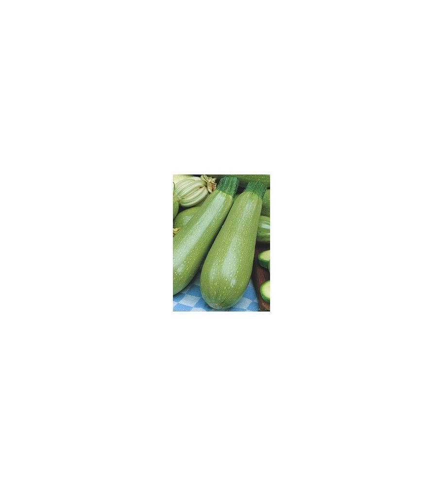 Plantón Calabacín Blanco (10 Unidades)_2