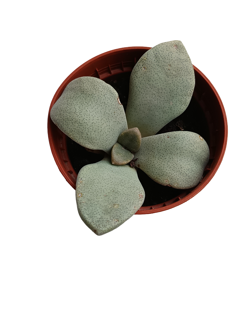 Aloinopsis Rubrolineata Planta Suculenta Ø5_0
