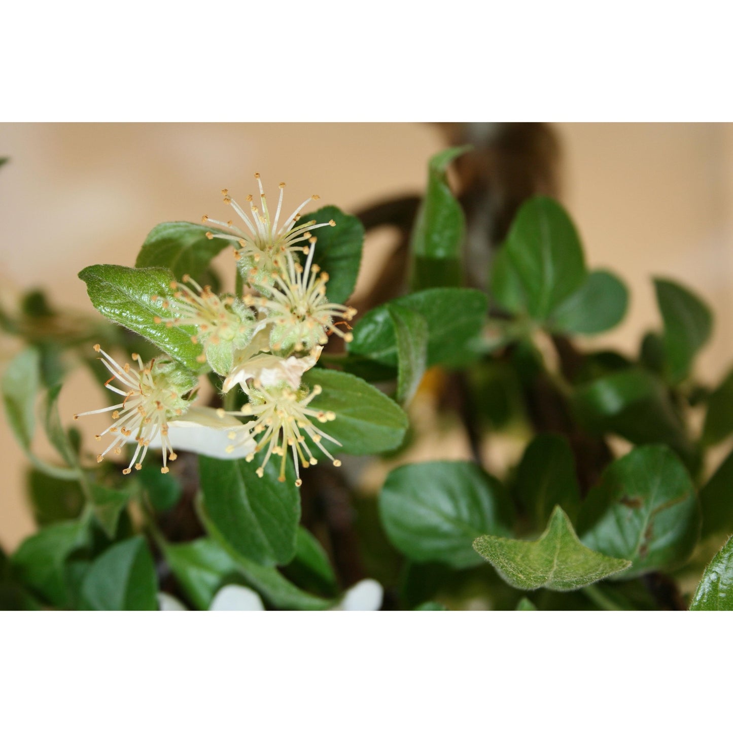 Bonsai Malus sp.9 anos Macieira
