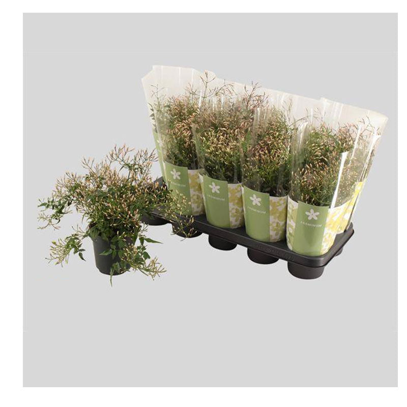 Jazmin Polyanthum Planta De Flor Ø12 - 1 Und_0