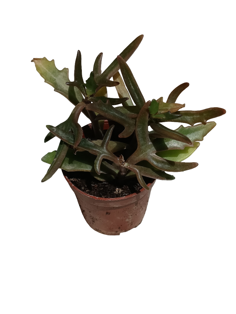 Kalanchoe Kewensis Planta Suculenta Ø5 Spider Flor Rosa_0
