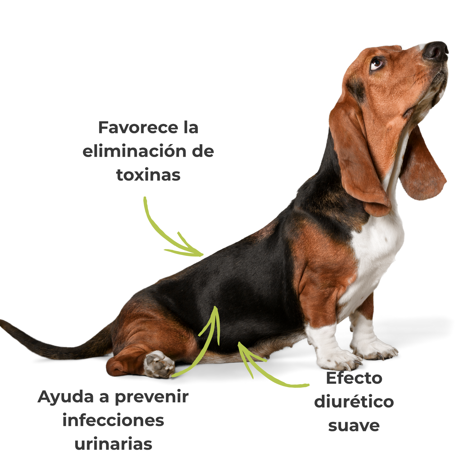 Suplemento natural para perros y gatos – Fórmula Confort Urinario ECO 100 g