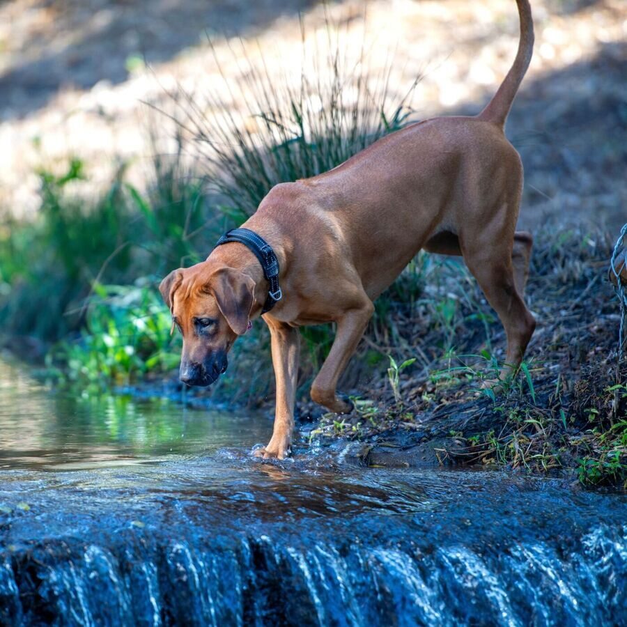 Collar Para Perro Grande, Modelo Padded De Rogz Negro. Talla L (21-40kg)_2