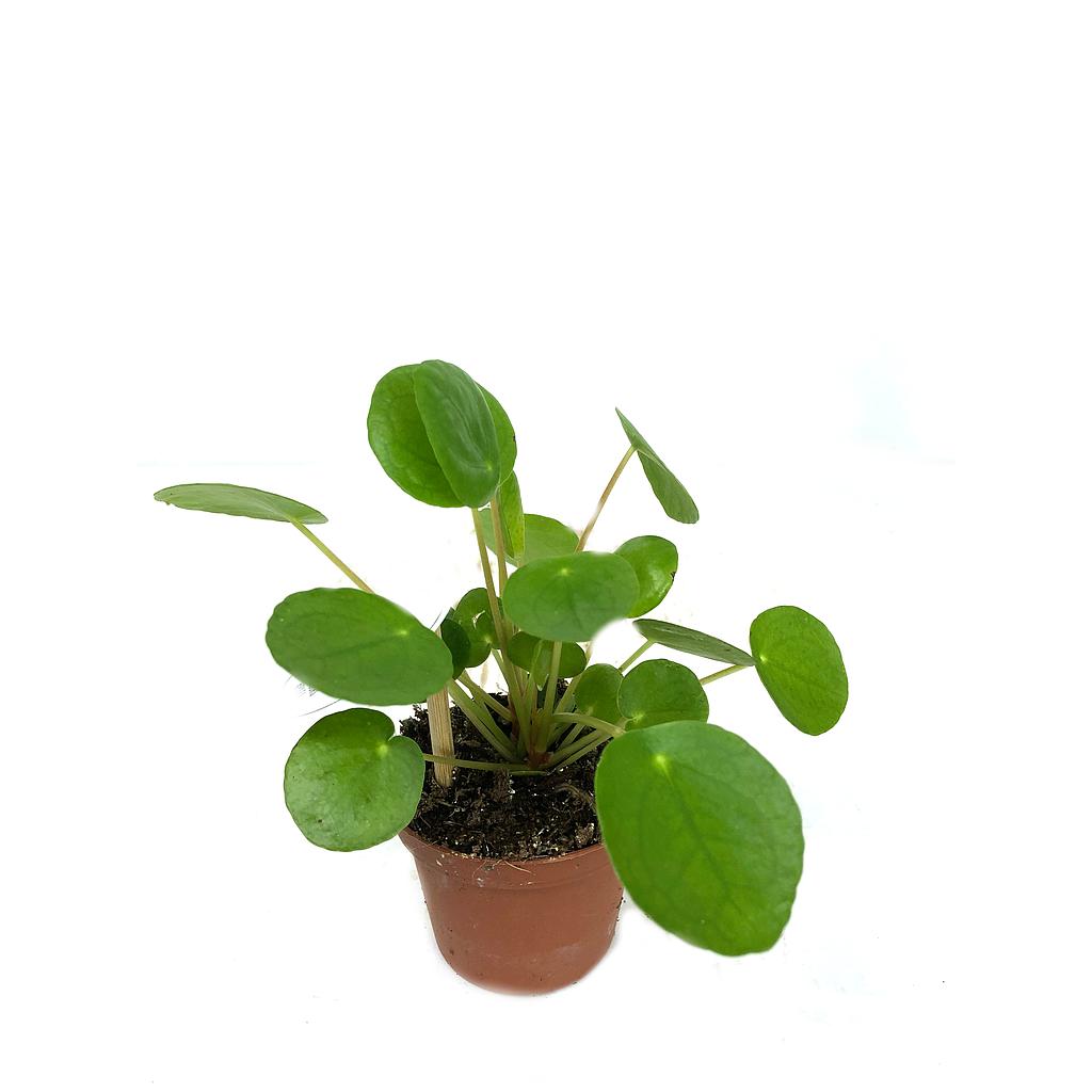 Pilea Peperomoides M8_0