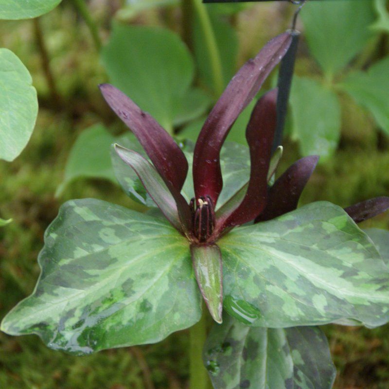 1 Bulbo Trillium Cuneatum Planta Rara_0