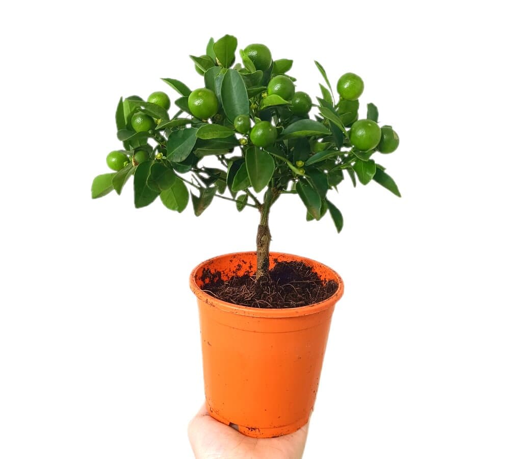 Calamondin Mini M12_0