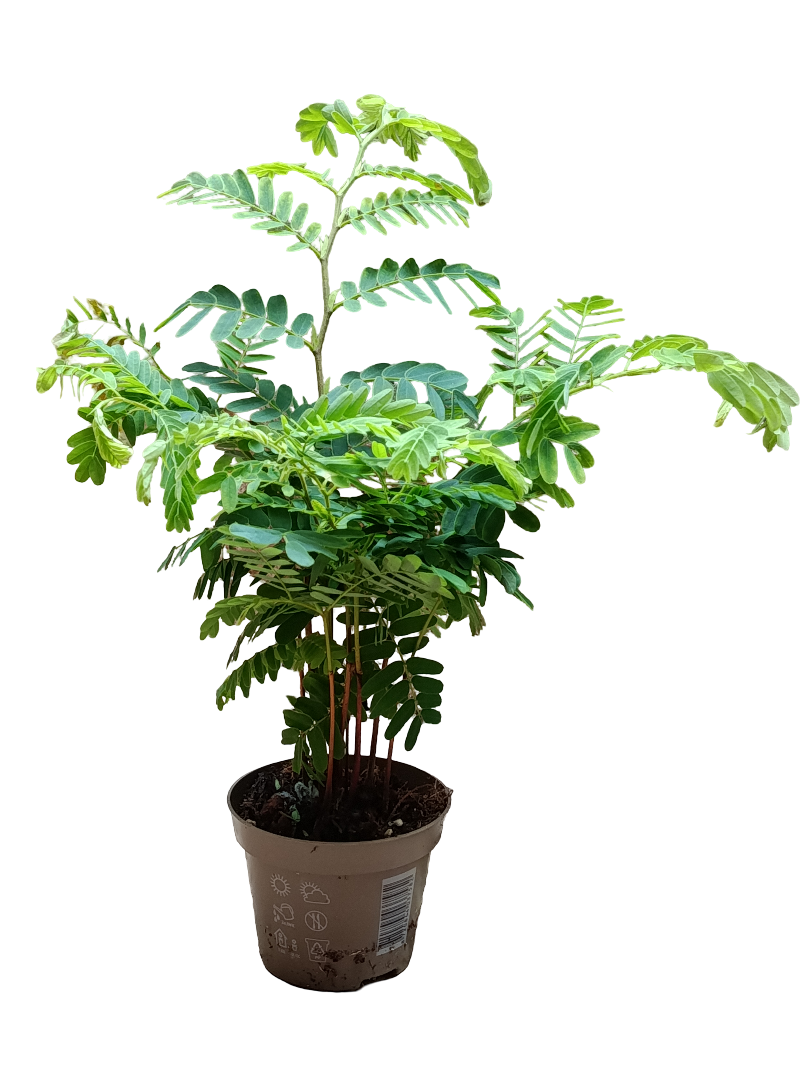 Tamarindus Indica Planta De Frutos Ø11_0