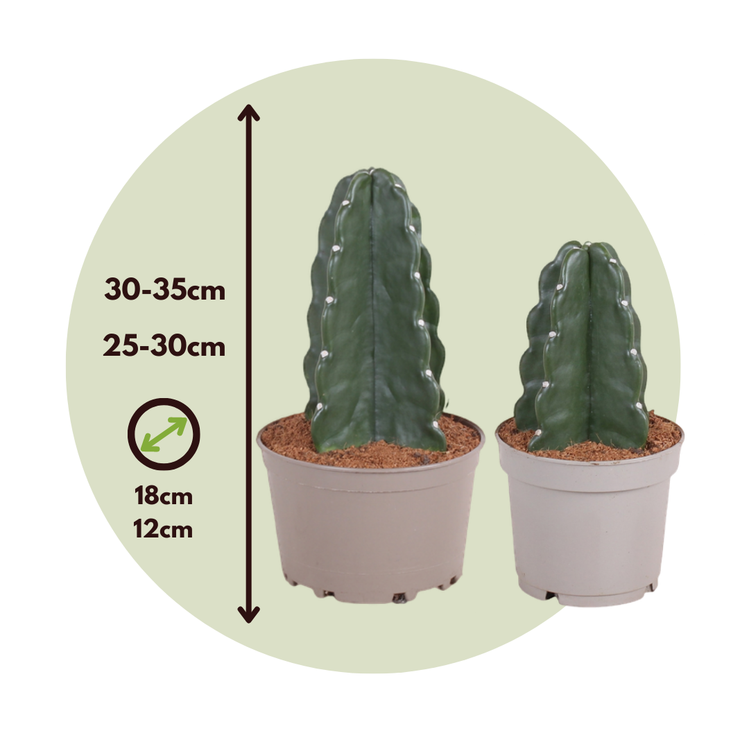 Cactus - 2 Pzs - Cereus Jamacaru - Altura 25-30cm - ⌀18cm_2