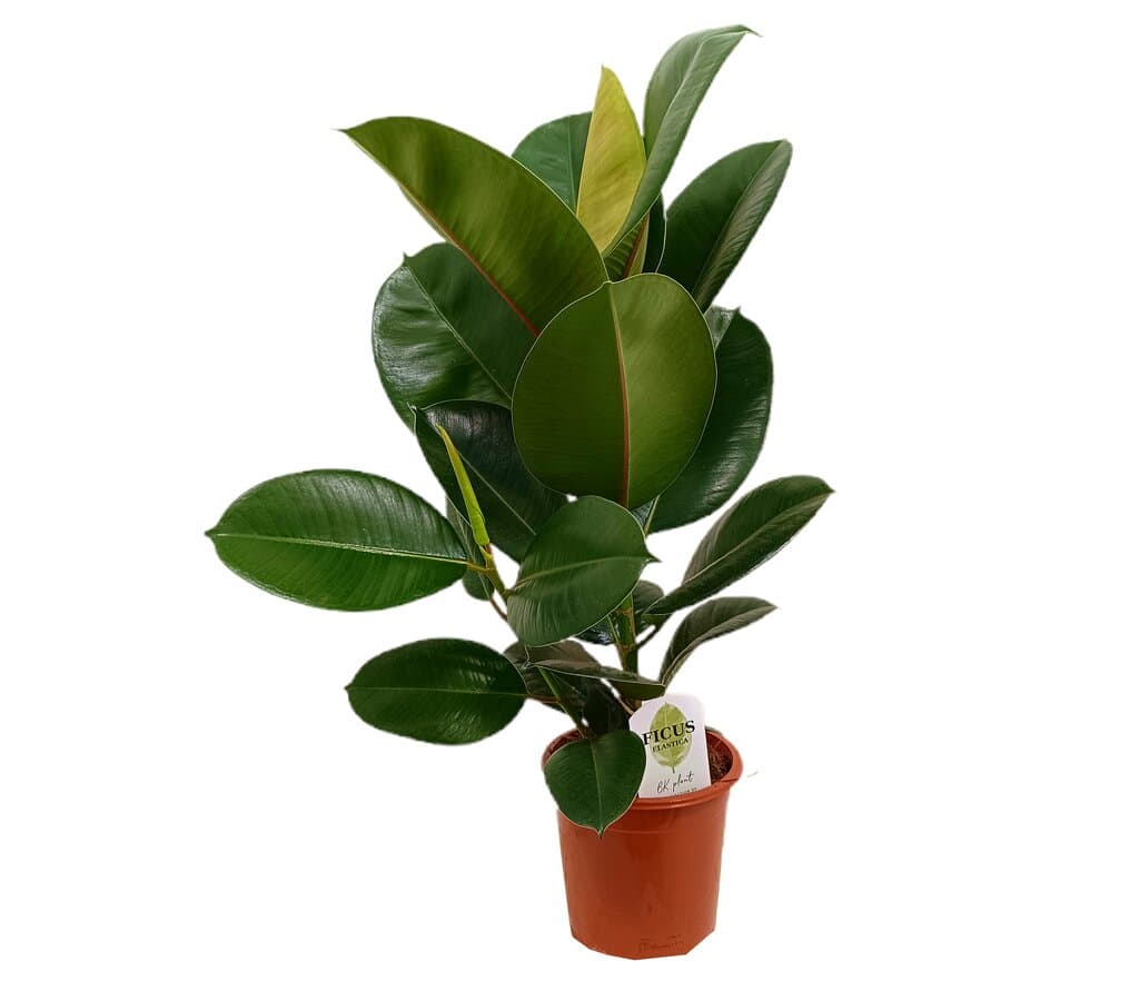 Ficus Elastica Robusta M17_0